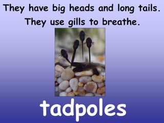 They have big heads and long tails.
They use gills to breathe.

tadpoles

 