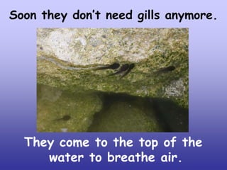 Soon they don’t need gills anymore.

They come to the top of the
water to breathe air.

 