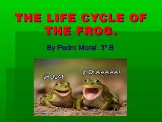 THE LIFE CYCLE OFTHE LIFE CYCLE OF
THE FROG.THE FROG.
By Pedro Moral. 3º BBy Pedro Moral. 3º B
 