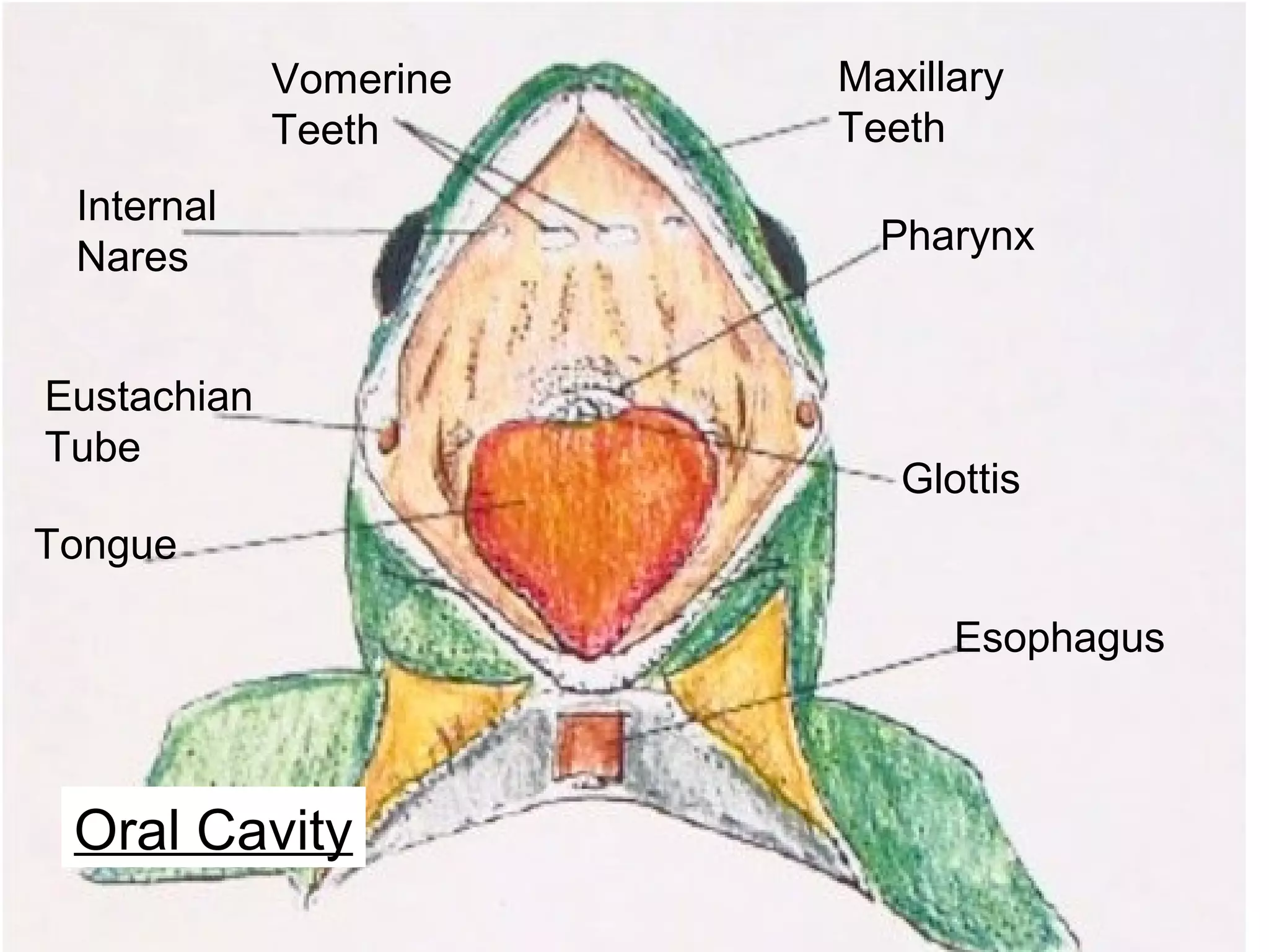 Maxillary
Teeth
Pharynx
Glottis
Esophagus
Internal
Nares
Eustachian
Tube
Tongue
Vomerine
Teeth
Oral Cavity