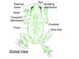 External
nares
Head
Tympanic
Membrane
Trunk
Hind limb
Forelimb
Eye
Nictating
membrane
Dorsal View
 