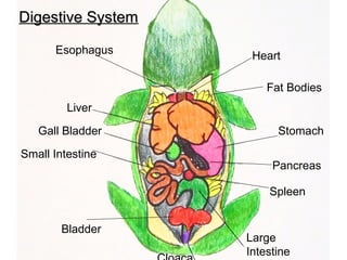 Heart
Esophagus
Stomach
Pancreas
Spleen
Large
Intestine
Small Intestine
Liver
Bladder
Fat Bodies
Gall Bladder
Digestive SystemDigestive System
 