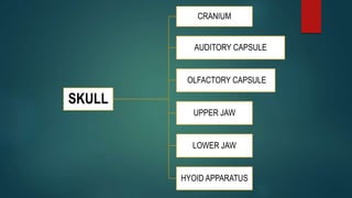 Frog skeletal system, bones, girdles | PPTX