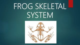 FROG SKELETAL
SYSTEM
 