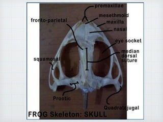 Frog Skeleton