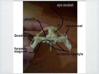 Frog Skeleton