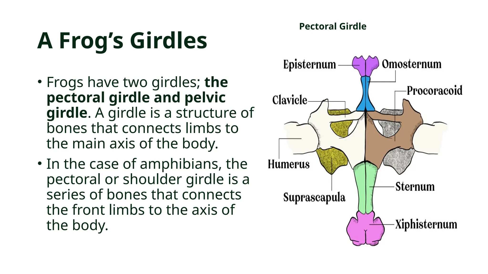Instructional Material: Frog Skeleton System | PPTX