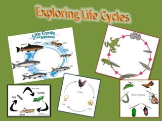 Exploring Life Cycles 