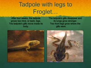 Tadpole with legs to
              Froglet…
  After four weeks, the tadpole       The tadpole's gills disappear and
 grows two hind, or back, legs.            its lungs grow stronger.
The tadpole's gills move inside its    Two front legs grow where the
              body.                           gills were.
 