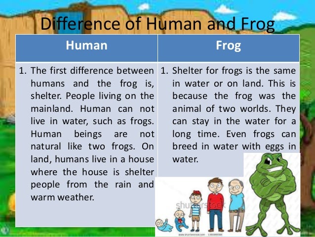 What are the differences and similarities between a frog and a human?