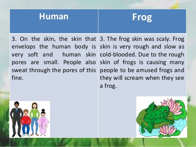 What are the differences and similarities between a frog and a human?