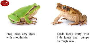 Frog looks very sleek
with smooth skin.
Toads looks warty with
little lumps and bumps
on rough skin.
 