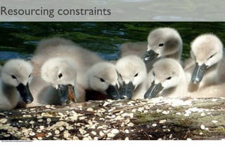 From Amber To Green in Four Weeks