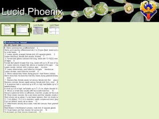 Lucid Phoenix Text file Lucid Importer Lucid Builder Lucid Player 