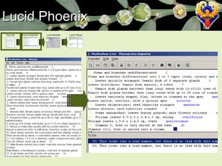 Lucid Phoenix Text file Lucid Importer Lucid Builder Lucid Player 