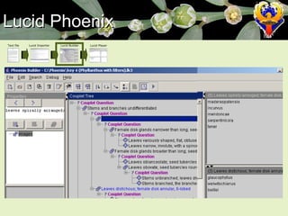 Lucid Phoenix Text file Lucid Importer Lucid Builder Lucid Player 