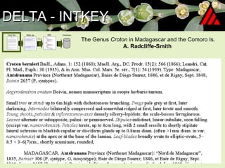 DELTA - INTKEY The Genus  Croton  in Madagascar and the Comoro Is. A. Radcliffe-Smith  Text file 