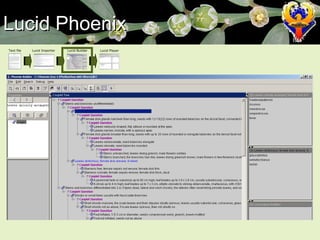 Lucid Phoenix Text file Lucid Importer Lucid Builder Lucid Player 