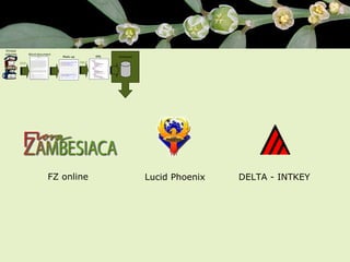 Lucid Phoenix FZ online DELTA - INTKEY 