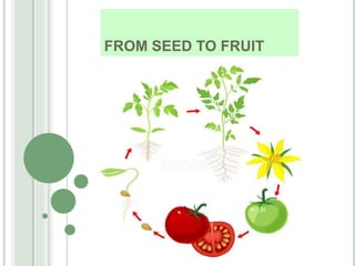 FROM SEED TO FRUIT
 