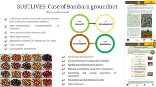 preencoded.png
SUSTLIVES: Case of Bambara groundnut
(Vigna subterranea)
Community seed systems and custodian farmers
(incl. traditional conservation methods)
Agro-morphological characterization of
landraces
Participatory varietal selection (PVS)
Value chain analysis
Agronomic research (on-station and on-farm)
Policy analysis
Sustainability assessment
Production specifications
Valorization/processing guides & Recipes
Market information system (prices)
Training and building capacities of producers
Sensitizing and raising awareness of
consumers
Production and distribution of seeds
Policy advocacy
from
research
to
development
from
production
to
consumption
 