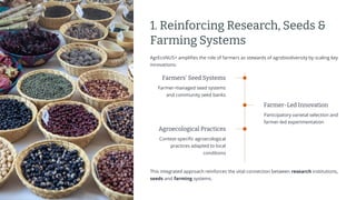 preencoded.png
1. Reinforcing Research, Seeds &
Farming Systems
AgrEcoNUS+ amplifies the role of farmers as stewards of agrobiodiversity by scaling key
innovations:
Farmers' Seed Systems
Farmer-managed seed systems
and community seed banks
Farmer-Led Innovation
Participatory varietal selection and
farmer-led experimentation
Agroecological Practices
Context-specific agroecological
practices adapted to local
conditions
This integrated approach reinforces the vital connection between research institutions,
seeds and farming systems.
 
