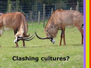 Clashing cultures? 