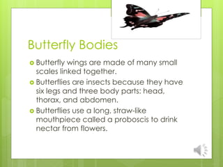 Butterfly Form Body From caterpillar to butterfly notes | PPTX