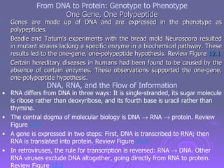 One Gene, One Polypeptide ,[object Object],[object Object],[object Object],DNA, RNA, and the Flow of Information ,[object Object],[object Object],[object Object],[object Object],From DNA to Protein: Genotype to Phenotype 