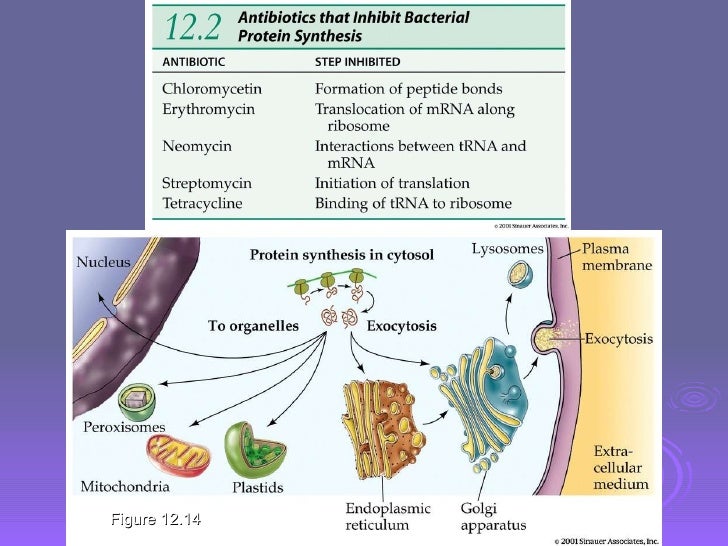 from dna to protein genotype to phenotype