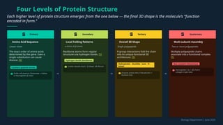 Four Levels of Protein Structure
Each higher level of protein structure emerges from the one below — the final 3D shape is the molecule's "function
encoded in form."
1° Primary
Amino Acid Sequence
Linear chain
The exact order of amino acids
determined by the gene. Even a
single substitution can cause
disease. [6]
Covalent (peptide bonds)
Sickle cell anemia: Glutamate Valine
→
in hemoglobin β-chain
2° Secondary
Local Folding Patterns
α-helices & β-sheets
Backbone atoms form regular
structures via hydrogen bonds. [5]
Hydrogen bonds (backbone)
α-helix: keratin (hair) · β-sheet: silk fibroin
3° Tertiary
Overall 3D Shape
Single polypeptide
R-group interactions fold the chain
into its unique functional 3D
architecture. [5]
Hydrophobic · disulfide · ionic · H-
bonds
Enzyme active sites; if denatured →
function lost
4° Quaternary
Multi-subunit Assembly
Two or more polypeptides
Multiple polypeptide chains
associate into a functional complex.
[5]
Non-covalent interactions
Hemoglobin: 2α + 2β chains ·
collagen triple helix
Biology Department | June 2026
 