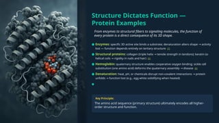 Structure Dictates Function —
Protein Examples
From enzymes to structural fibers to signaling molecules, the function of
every protein is a direct consequence of its 3D shape.
Key Principle:
The amino acid sequence (primary structure) ultimately encodes all higher-
order structure and function.
● Enzymes: specific 3D active site binds a substrate; denaturation alters shape activity
→
lost — function depends entirely on tertiary structure [7]
● Structural proteins: collagen (triple helix tensile strength in tendons); keratin (α-
→
helical coils rigidity in nails and hair)
→ [5]
● Hemoglobin: quaternary structure enables cooperative oxygen binding; sickle cell
substitution (one amino acid) deforms the quaternary assembly disease
→ [6]
● Denaturation: heat, pH, or chemicals disrupt non-covalent interactions protein
→
unfolds function lost (e.g., egg white solidifying when heated)
→
●
 