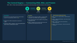 The Central Dogma — Connecting DNA, RNA, and Protein
DNA RNA Protein: information flows in one direction, and at every step, molecular structure is the mechanism.
→ →
DNA
Template
Transcription
mRNA
Messenger
Translation
Protein
Polypeptide
Transcription
DNA double helix unwinds; RNA polymerase reads template
strand 3' 5' and synthesizes mRNA 5' 3'
→ → [3]
Thymine (T) in DNA corresponds to Uracil (U) in
mRNA
Eukaryotic mRNA is capped (5' cap) and polyadenylated
(poly-A tail) for stability before export
Translation
mRNA binds the ribosome (rRNA + proteins); tRNA
anticodons read mRNA codons sequentially [4]
Each matching amino acid is added to the growing
polypeptide chain
tRNA's L-shaped structure places each amino acid
precisely at the ribosomal active site
Why Structure Enables Each Step
DNA — no 2'-OH chemical stability reliable long-term
→ →
template
mRNA — single-stranded flexibility exits nucleus, threads
→
through ribosome
tRNA — L-shape places amino acid precisely at
→
ribosomal active site
Protein — amino acid sequence folds into functional 3D
→
architecture
Biology Department | June 2026
 