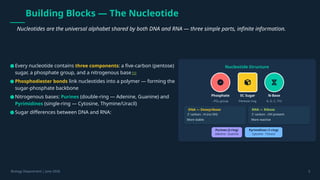 Building Blocks — The Nucleotide
Nucleotides are the universal alphabet shared by both DNA and RNA — three simple parts, infinite information.
Nucleotide Structure
Phosphate
–PO₄ group
5C Sugar
Pentose ring
N-Base
A, G, C, T/U
DNA — Deoxyribose
2' carbon: –H (no OH)
More stable
RNA — Ribose
2' carbon: –OH present
More reactive
Purines (2-ring)
Adenine · Guanine
Pyrimidines (1-ring)
Cytosine · T/Uracil
Biology Department | June 2026 3
●Every nucleotide contains three components: a five-carbon (pentose)
sugar, a phosphate group, and a nitrogenous base [1]
● Phosphodiester bonds link nucleotides into a polymer — forming the
sugar-phosphate backbone
●Nitrogenous bases: Purines (double-ring — Adenine, Guanine) and
Pyrimidines (single-ring — Cytosine, Thymine/Uracil)
●Sugar differences between DNA and RNA:
 