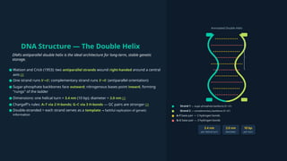 DNA Structure — The Double Helix
DNA's antiparallel double helix is the ideal architecture for long-term, stable genetic
storage.
Annotated Double Helix
Strand 1 — sugar-phosphate backbone (5' 3')
→
Strand 2 — complementary backbone (3' 5')
→
A–T base pair — 2 hydrogen bonds
G–C base pair — 3 hydrogen bonds
3.4 nm
per helical turn
2.0 nm
diameter
10 bp
per turn
● Watson and Crick (1953): two antiparallel strands wound right-handed around a central
axis [2]
● One strand runs 5' 3'
→ ; complementary strand runs 3' 5'
→ (antiparallel orientation)
● Sugar-phosphate backbones face outward; nitrogenous bases point inward, forming
"rungs" of the ladder
● Dimensions: one helical turn = 3.4 nm (10 bp); diameter = 2.0 nm [2]
● Chargaff's rules: A–T via 2 H-bonds; G–C via 3 H-bonds — GC pairs are stronger [2]
● Double-stranded = each strand serves as a template faithful replication of genetic
→
information
 