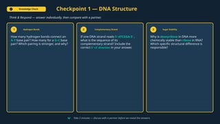 Knowledge Check Checkpoint 1 — DNA Structure
Think & Respond — answer individually, then compare with a partner.
1 Hydrogen Bonds
How many hydrogen bonds connect an
A–T base pair? How many for a G–C base
pair? Which pairing is stronger, and why?
2 Complementary Strand
If one DNA strand reads 5'-ATCGGA-3' ,
what is the sequence of its
complementary strand? Include the
correct 5' 3' direction
→ in your answer.
3 Sugar Stability
Why is deoxyribose in DNA more
chemically stable than ribose in RNA?
Which specific structural difference is
responsible?
Take 2 minutes — discuss with a partner before we reveal the answers.
 