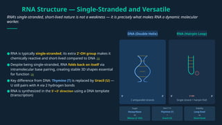 RNA Structure — Single-Stranded and Versatile
RNA's single-stranded, short-lived nature is not a weakness — it is precisely what makes RNA a dynamic molecular
worker.
DNA (Double Helix) RNA (Hairpin Loop)
5' 3'
2 antiparallel strands
5' 2'-OH 3'
Single strand + hairpin fold
Sugar
Deoxyribose
vs
Ribose (2'-OH)
Base T U
→
Thymine (T)
→
Uracil (U)
Stability
Long-lived
vs
Short-lived
● RNA is typically single-stranded; its extra 2'-OH group makes it
chemically reactive and short-lived compared to DNA [3]
● Despite being single-stranded, RNA folds back on itself via
intramolecular base pairing, creating stable 3D shapes essential
for function [3]
● Key difference from DNA: Thymine (T) is replaced by Uracil (U) —
U still pairs with A via 2 hydrogen bonds
● RNA is synthesized in the 5' 3' direction
→ using a DNA template
(transcription)
 