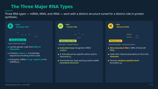 The Three Major RNA Types
Three RNA types — mRNA, tRNA, and rRNA — each with a distinct structure tuned for a distinct role in protein
synthesis.
mRNA
Messenger RNA
5' AUG CGA UAA A A A
5' Cap
Poly-A Tail
Carries genetic code
Linear strand with codons
Carries genetic code from DNA to
ribosomes
Contains codons — 3-nucleotide
sequences encoding amino acids
Eukaryotic mRNA: 5' cap + poly-A tail for
stability [4]
tRNA
Transfer RNA
Anticodon
D loop TΨC
CCA
Delivers amino acids
Cloverleaf / L-shaped 3D form
Anticodon loop recognizes mRNA
codons
3' CCA end carries specific amino acid to
ribosome [4]
Intramolecular base pairing creates stable
secondary structure
rRNA
Ribosomal RNA
60S Subunit
40S Subunit
rRNA
+
proteins
Ribosome core
Extensively folded + ribosomal proteins
Most abundant RNA (~80% of total cell
RNA)
Folds with ribosomal proteins to form the
ribosome
Directly catalyzes peptide bond
formation [4]
Biology Department | June 2026 7 / 15
 