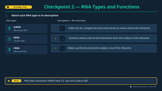 Knowledge Check
Checkpoint 2 — RNA Types and Functions
Match each RNA type to its description:
RNA Types
A
mRNA
Messenger RNA
B
tRNA
Transfer RNA
C
rRNA
Ribosomal RNA
Descriptions — fill in the letter
1 ___ Folds into an L-shaped structure and carries an amino acid to the ribosome
2 ___ Contains codons and carries instructions from the nucleus to the ribosome
3 ___ Makes up the structural and catalytic core of the ribosome
Bonus Why does eukaryotic mRNA need a 5' cap and a poly-A tail?
Biology Department | June 2026
 