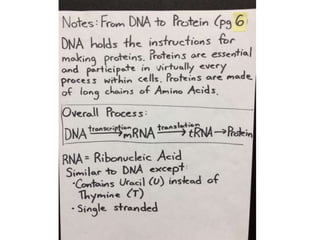 From dna to protein notes