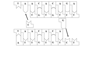 DNA TO PROTEIN | PPT
