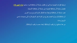 ‫أل‬ ‫سلسلة‬ ‫تكتمل‬ ‫أن‬ ‫إلى‬ ‫معا‬ ‫الجديدة‬ ‫القواعد‬ ‫ترتبط‬RNA‫بنائها‬ ‫المراد‬(.‫كله‬ ‫الجين‬ ‫بناء‬)
‫أل‬ ‫سلسلة‬ ‫تنفصل‬RNA‫أل‬ ‫سلسلة‬ ‫عن‬ ‫الجديدة‬DNA‫األصلية‬.
‫ال‬ ‫سلسلتا‬ ‫تعود‬DNA‫أخرى‬ ‫مرة‬ ‫المزدوج‬ ‫السلم‬ ‫لتشكل‬ ‫معا‬ ‫لترتبطا‬.
‫ال‬RNA(‫الرسول‬)‫تدعى‬ ‫جسيمات‬ ‫إلى‬ ‫السيتوبالزما‬ ‫نحو‬ ‫النواة‬ ‫من‬ ‫يخرج‬ ‫الجديد‬
‫الريبوزومات‬
‫ال‬ ‫تركيب‬ ‫ان‬ ‫نستنتج‬ ‫هنا‬ ‫من‬RNA‫ال‬ ‫تركيب‬ ‫حسب‬ ‫د‬َ‫د‬‫ح‬ُ‫ي‬DNA.
 