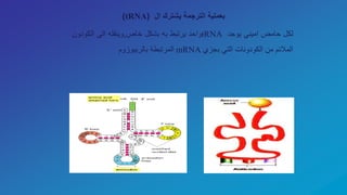 ‫ال‬ ‫يشترك‬ ‫الترجمة‬ ‫بعملية‬(tRNA)
‫لكل‬‫حامض‬‫اميني‬‫يوجد‬tRNA‫واحد‬‫يرتبط‬‫به‬‫بشكل‬‫خاص‬,‫وينقله‬‫الى‬‫الكود‬‫ون‬
‫المالئم‬‫من‬‫الكودونات‬‫التي‬‫بجزي‬mRNA‫المرتبطة‬‫بالريبوزوم‬
 
