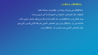 RNA‫من‬ ‫مبنية‬ ‫جزيئات‬ ‫هي‬ ‫ناقل‬‫مثنية‬ ‫بسلسلة‬ ‫نيكلوئيدات‬.
‫الوظيفة‬–‫الريبوزومات‬ ‫الى‬ ‫السيتوبالزمة‬ ‫من‬ ‫االمينية‬ ‫الحوامض‬ ‫نقل‬.
‫يوجد‬64‫من‬ ‫نوع‬tRNA(‫الكودونات‬ ‫عدد‬ ‫حسب‬)‫مالئم‬ ‫اميني‬ ‫حامض‬ ‫ينقل‬ ‫نوع‬ ‫وكل‬.
‫ال‬ ‫بين‬ ‫المالئمة‬RNA‫الذي‬ ‫كودون‬ ‫لالنتي‬ ‫وفقا‬ ‫تتم‬ ‫االميني‬ ‫الحامض‬ ‫وبين‬ ‫الرسول‬‫يميز‬
‫مكان‬‫ال‬ ‫كودون‬ ‫حسب‬ ‫االميني‬ ‫الحامض‬RNA‫الرسول‬.
RNA‫الناقل‬(t-RNA)
 