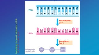 DNA
RNA
Polypeptide
‫البيبتيدات‬ ‫متعدد‬
Translation
‫ترجمة‬
Met Lys Phe
Start codon
‫البدء‬ ‫شفرة‬
Transcription
‫النسخ‬
Stop codon
‫االنهاء‬ ‫شفرة‬
Strand to be transcribed
‫للنسخ‬ ‫عد‬ُ‫م‬‫ال‬ ‫الخيط‬
DecipheringthegeneticinformationinDNA
‫الدنا‬‫في‬‫الوراثية‬‫المعلومات‬‫شفرة‬‫حل‬
 