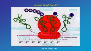 ‫بالريبوزوم‬ ‫البروتين‬ ‫بناء‬ ‫عملية‬
‫ال‬ ‫تحرر‬TRNA ‫تسليم‬ ‫بعد‬
‫االميني‬ ‫الحامض‬
‫امينية‬ ‫حوامض‬
‫كودون‬ ‫انتي‬
‫متتالية‬ ‫امينية‬ ‫حوامض‬(‫بروتين‬
)
‫الى‬ ‫االمينية‬ ‫الحوامض‬ ‫نقل‬
‫الريبوزوم‬TRNA
MRNA
‫ريبوزوم‬
‫ال‬ ‫ترجمة‬ ‫اتجاه‬mRNA
 