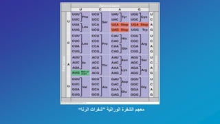 Firstbase
Thirdbase
Second base
‫الوراثية‬ ‫الشفرة‬ ‫معجم‬”‫الرنا‬ ‫شفرات‬“
 