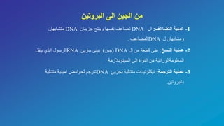 ‫البروتين‬ ‫الى‬ ‫الجين‬ ‫من‬
1-‫عملية‬‫التضاعف‬:‫ال‬DNA‫جزيئان‬ ‫وينتج‬ ‫نفسها‬ ‫تضاعف‬DNA‫متشابهان‬
‫ل‬ ‫ومشابهان‬DNA‫المضاعف‬.
2-‫النسخ‬ ‫عملية‬:‫ال‬ ‫من‬ ‫قطعة‬ ‫على‬DNA)‫جين‬)‫جزيئ‬ ‫يبنى‬RNA‫ينقل‬ ‫الذي‬ ‫الرسول‬
‫السيتوبالزمة‬ ‫الى‬ ‫النواة‬ ‫من‬ ‫المعلومةالوراثية‬.
3-‫الترجمة‬ ‫عملية‬:‫بجزيئ‬ ‫متتالية‬ ‫نيكلؤتيدات‬DNA‫متتالية‬ ‫امينية‬ ‫لحوامض‬ ‫تترجم‬
‫بالبروتين‬.
 
