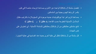 •‫ال‬ ‫تضاعف‬ ‫مراحل‬DNA:
•‫ال‬ ‫سلسلتا‬ ‫تنفصل‬DNA‫تقوم‬ ‫التي‬ ‫خاصة‬ ‫إنزيمات‬ ‫بمساعدة‬ ‫األخرى‬ ‫عن‬ ‫الواحدة‬
‫السلسلتين‬ ‫بين‬ ‫الهيدروجينية‬ ‫الروابط‬ ‫بكسر‬.
•‫ن‬ ‫تبدأ‬ ‫أخر‬ ‫انزيم‬ ‫بمساعدة‬‫ي‬‫وكل‬‫ي‬‫بال‬ ‫السيتوبالزما‬ ‫في‬ ‫موجودة‬ ‫جديدة‬ ‫وتيدات‬‫مقابل‬ ‫ترتيب‬
‫القاعدة‬ ‫حسب‬ ‫المفتوحة‬ ‫األصلية‬ ‫السالسل‬:A‫مقابل‬T‫و‬G‫مقابل‬C
•‫ال‬ ‫من‬ ‫مطابقتين‬ ‫سلسلتين‬ ‫تنتج‬DNA‫األصلية‬ ‫للسلسلة‬ ‫ومطابقتين‬–‫ع‬ ‫تحتويان‬ ‫أي‬‫لى‬
‫الجينات‬ ‫نفس‬
•‫أل‬ ‫من‬ ‫سلسلة‬ ‫كل‬DNA‫المي‬ ‫عملية‬ ‫في‬ ‫انقسامها‬ ‫عند‬ ‫جديدة‬ ‫أخرى‬ ‫خلية‬ ‫إلى‬ ‫تنتقل‬‫توزا‬.
 