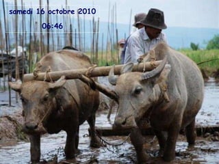 samedi 16 octobre 2010 06:45 